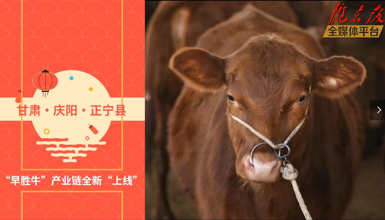 【慶陽視頻】目標(biāo)20萬頭！正寧縣打造西北肉牛養(yǎng)殖大縣