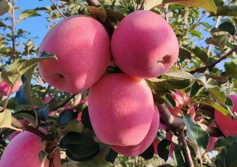 白馬鋪鎮(zhèn)的富士蘋果。
