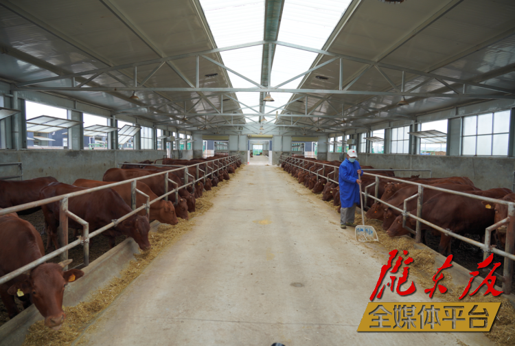 正寧縣正興現(xiàn)代農(nóng)牧千頭早勝牛繁育基地。本報記者 劉萍凝 攝