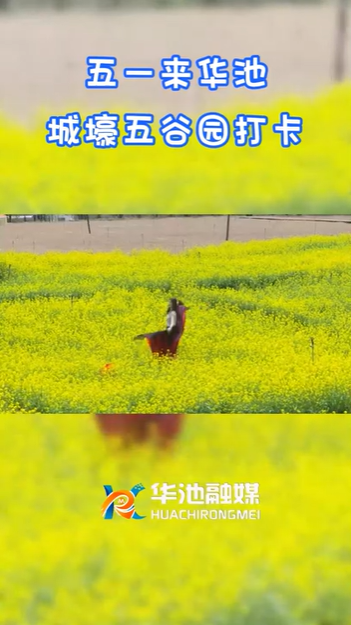 【五一游慶陽】歡迎來華池城壕五谷園打卡?。?>

                        <div   id=