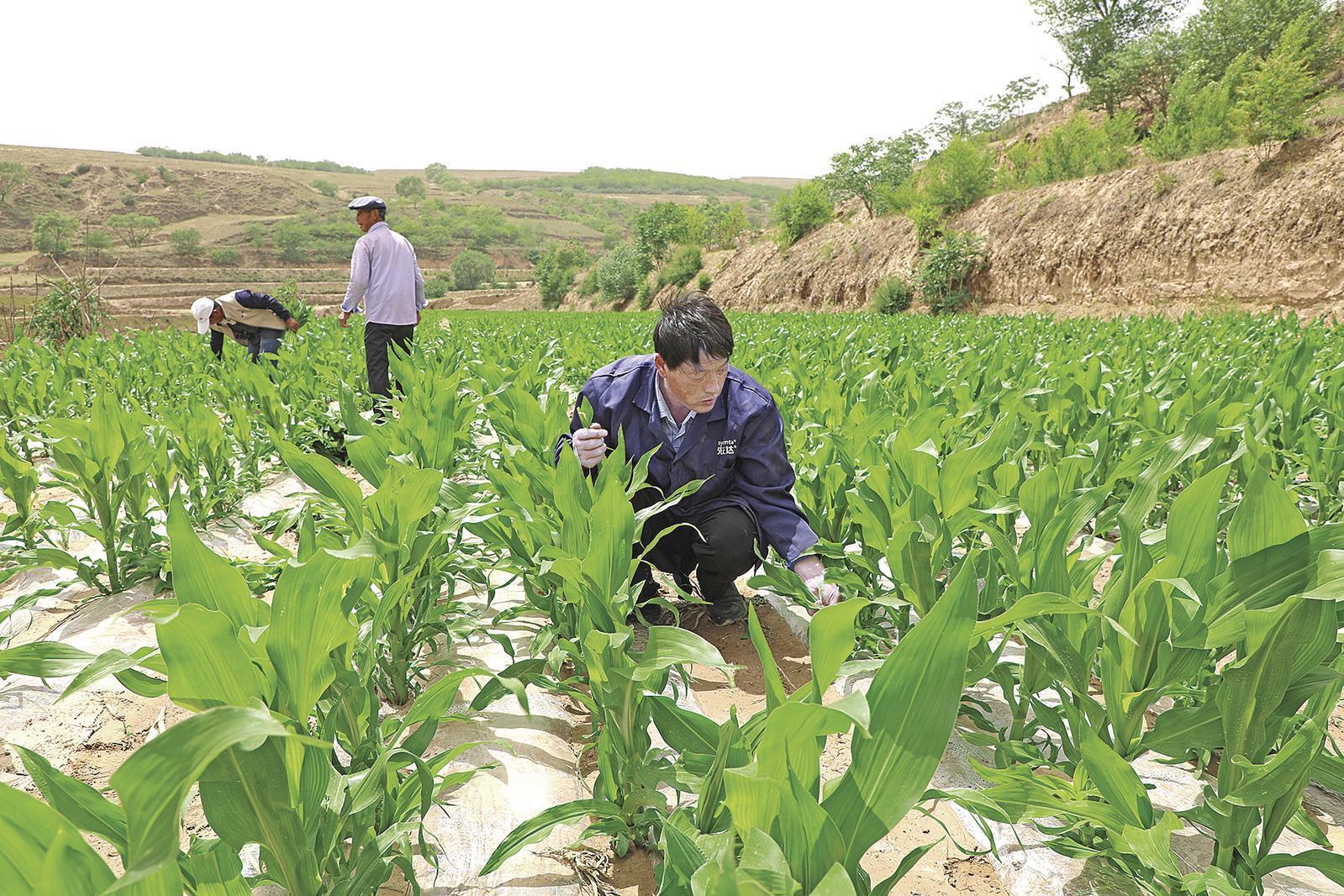 村民搶抓墑情，全力投入玉米管護(hù)、缺苗補(bǔ)種等農(nóng)事當(dāng)中