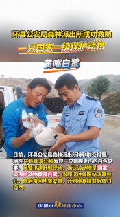 環(huán)縣公安局森林派出所成功救助一只國家一級(jí)保護(hù)動(dòng)物黃嘴白鷺