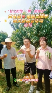 8月1日，“甘之如飴‘桃’你歡心”黃甘桃采摘直播季農(nóng)文旅融合活動在寧縣新寧鎮(zhèn)井坳村慶陽欣慧種養(yǎng)殖農(nóng)民專業(yè)合作社黃甘桃保種基地啟動！