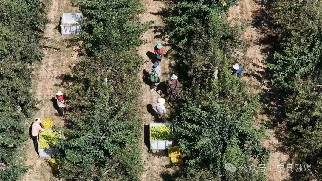 寧縣梨園開(kāi)啟“甜蜜收獲季”掠影