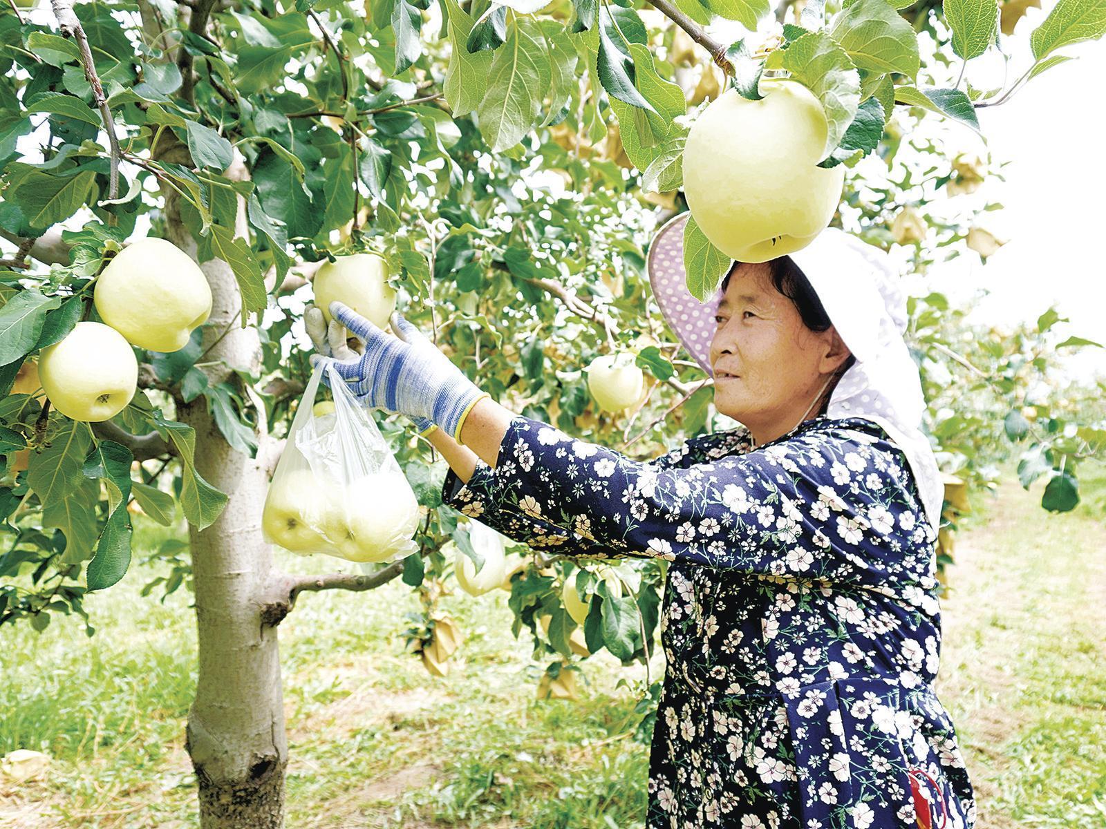 《隴東報(bào)》特刊·鄉(xiāng)村振興︱慶陽：做好田間看管護(hù) 夯實(shí)鄉(xiāng)村振興產(chǎn)業(yè)根基