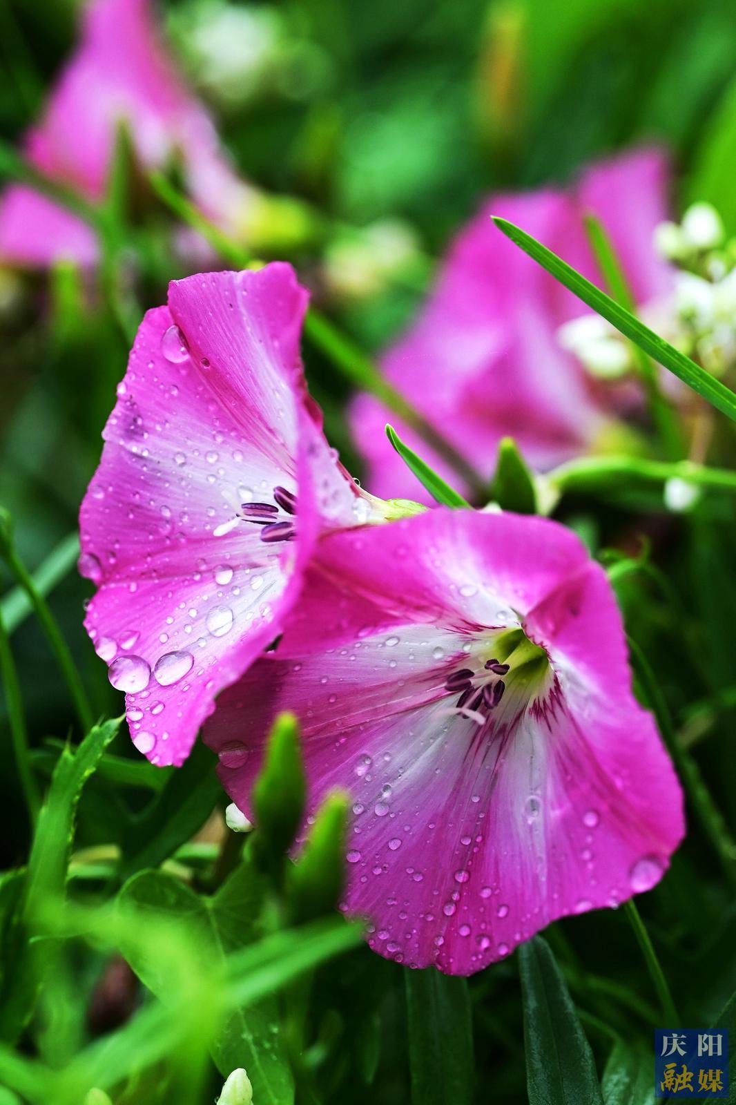 【大美慶陽(yáng)】雨中田旋花